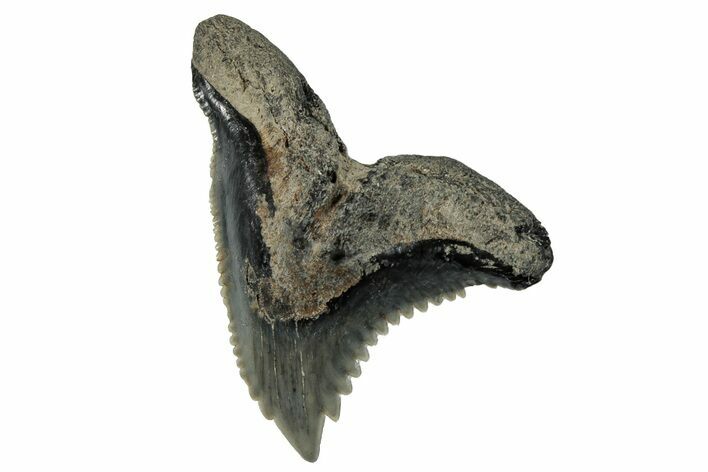 Snaggletooth Shark (Hemipristis) Tooth - South Carolina #280083